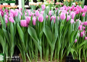 Tulipa Imago (1)